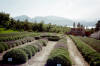 Claybank Farm Lavender.jpg (453650 bytes)