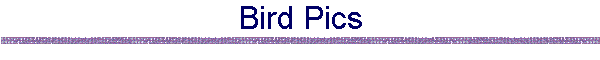Bird Pics