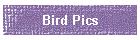 Bird Pics
