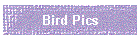 Bird Pics