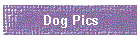 Dog Pics