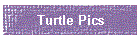 Turtle Pics