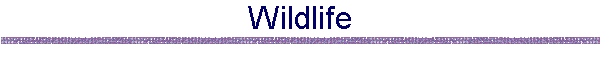 Wildlife