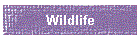 Wildlife