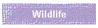 Wildlife
